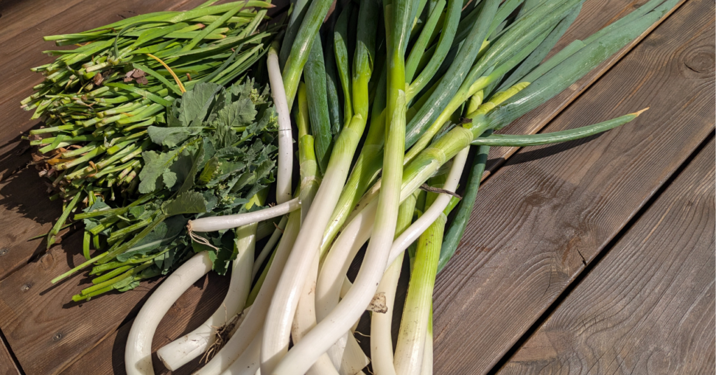深谷ねぎ 旬のお野菜