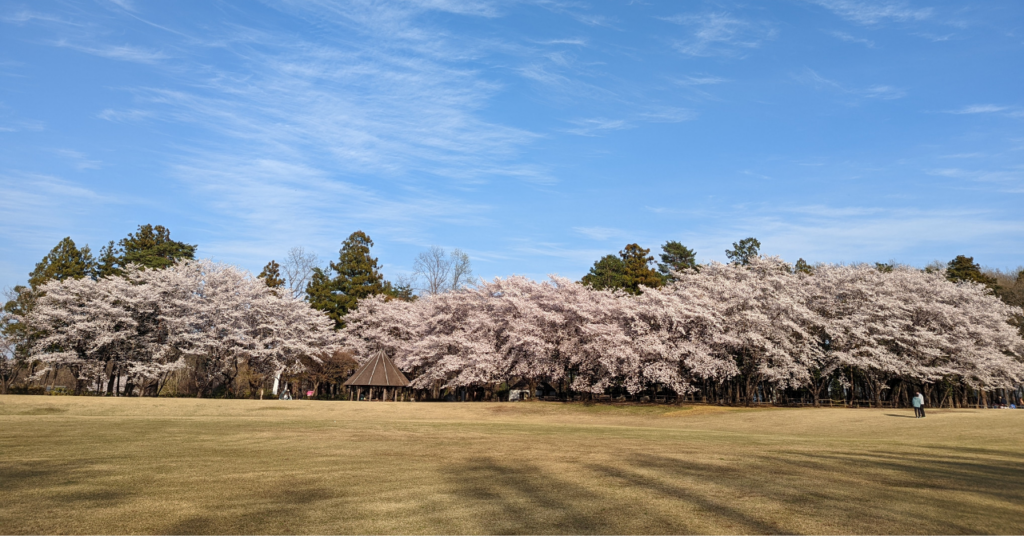 埼玉県農林公園 春の桜